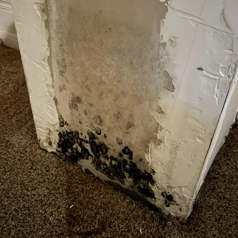 Professional Mold Removal in Wauconda, IL